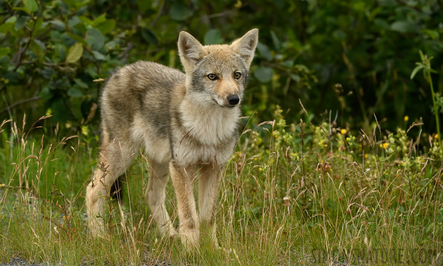 Canis latrans var. [270 mm, 1/1000 sec at f / 8.0, ISO 2000]